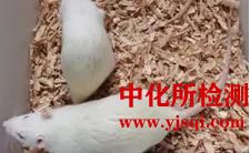 SD大鼠卡氏肺孢子菌感染模型實(shí)驗(yàn)