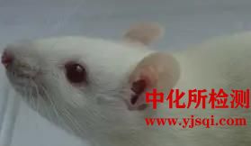 腦卒中后遺癥模型實驗