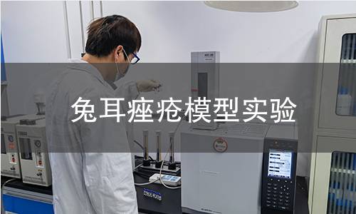 兔耳痤瘡模型實驗