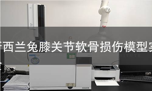 新西蘭兔膝關(guān)節(jié)軟骨損傷模型實驗